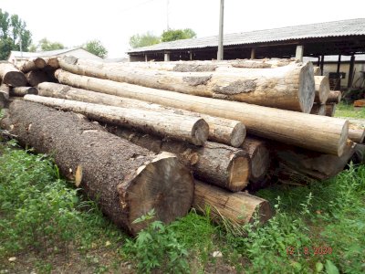 NEADJUDECAT - Material Lemnos: Lot 3 - 53,73 m3 lemn rotund esență rășinoasă, specia molid (a II-a licitatie)